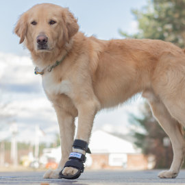 Dog wearing bootie splint on front paw