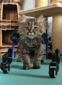 Disabled kitten uses a full support Walkin' Wheels wheelchair to walk