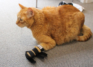 cat splint for cat with front leg injury