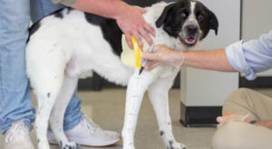 How to cast a dog's leg for a custom brace