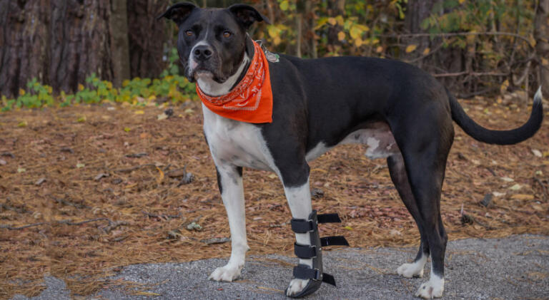 Dog splint to stabilize torn ligament