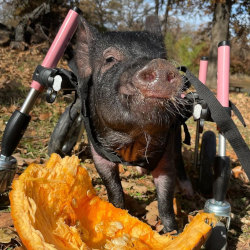 Paralyzed pig Maisie enjoys her Walkin' Wheels and pumpkin