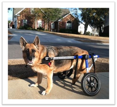 Missy, now known as Lucky poses in her Walkin Wheels aids in her mobility challenges