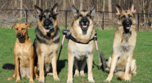 German Shepherd wheelchair for mobility issues