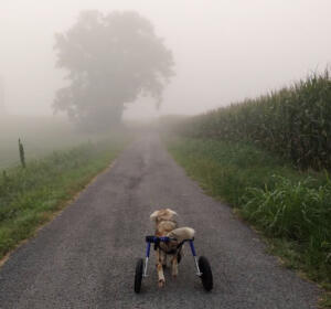Small dog in Walkin' Wheels on a foggy trail