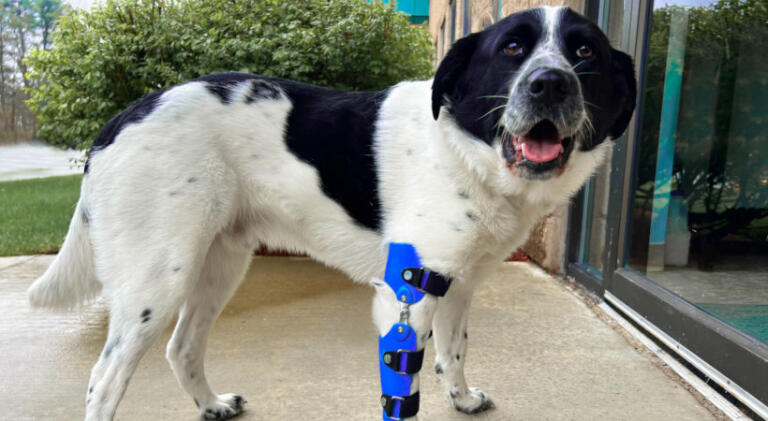 Custom orthosis for dog leg support