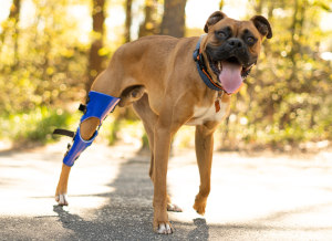 Custom dog knee brace for boxer 