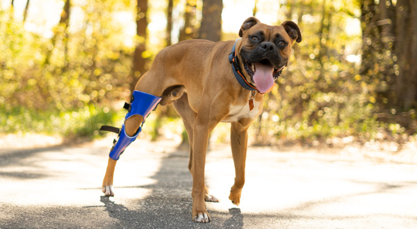Can A Dog Live With A Torn Acl
