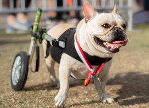 Paralyzed French Bulldog walks again in donated Walkin' Wheels dog wheelchair