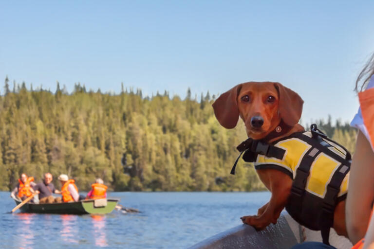 small dog in a canoe on a lake with a life vest on