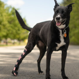 Tarsal brace for dog with hock injury