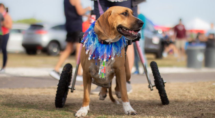 Disabled dog is donated wheelchair from Ruck9