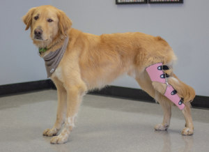 golden retriever wears custom dog knee brace