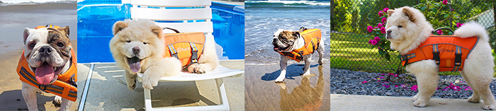 a banner of dogs at pool and beach in swim vest