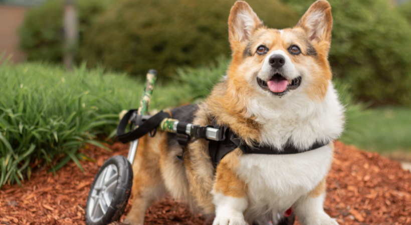 Disabled dog uses Walkin' Wheels dog wheelchair