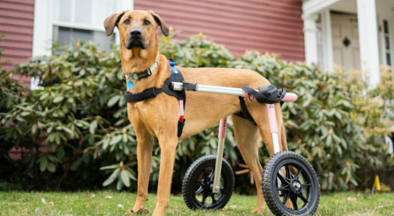 Large dog uses Walkin' Wheels dog wheelchair for hind legs