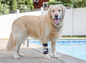 carpal splint for dog front leg