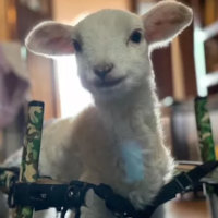 Disabled baby lamb walks with help of wheelchair
