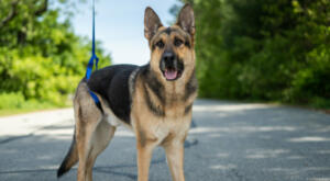 Disabled German Shepherd uses rear support leash for back legs