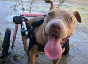 Disabled pitbull in wheelchair plays in the water