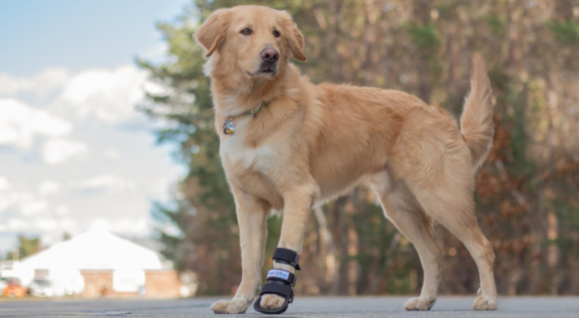 Large dog wears a dog front leg splint