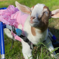 Paralyzed goat gets second chance thanks to wheelchair