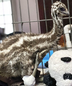 Baby emu is disabled and unable to walk on his own