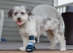 Small dog wears front leg splint for injured leg