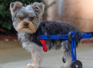Mini Walkin' Wheels dog wheelchair for tiny Yorkie