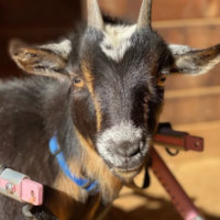 Peach the disabled goat saved by the Bella VIew Farm Animal Sanctuary