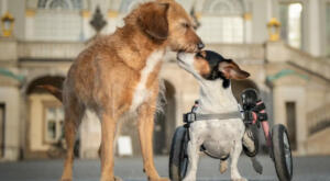 pet friendly hotels for disabled dog