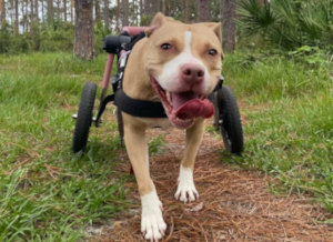 Walkin' Wheels dog wheelchair for pitbull