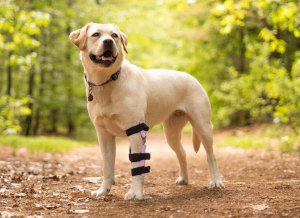 Golden Retriever goes on hike while wearing an elbow brace