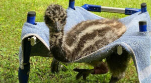 disabled baby emu runs in new Walkin' Wheels wheelchair