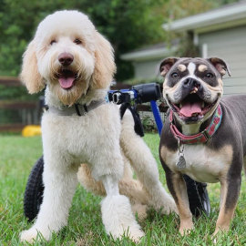 Benny the disabled doodle and his best friend