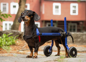 Paralyzed dachshund walks in dog wheelchair