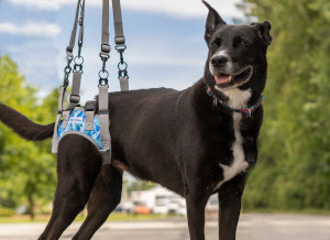a large dog uses a rear support harness for the rear legs