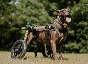 Paalyzed dog loves his Walkin' Wheels dog wheelchair