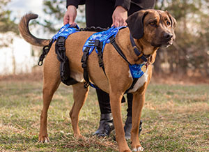 The BuddyUp harness provides lifting support for the dog