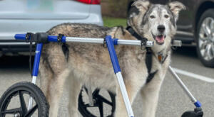 Degenerative Myelopathy dog wheelchair for large dog