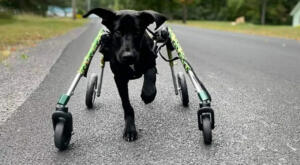 Dog with DM walks in full support dog wheelchair