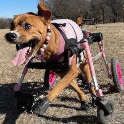 Dog with Cerebellar Hypoplasia uses Walkin' Wheels Full Support dog wheelchair
