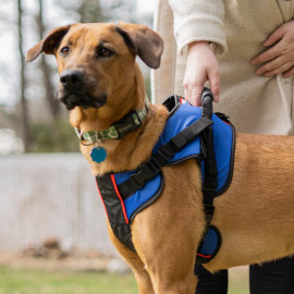 Dog front leg support harness