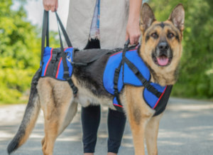 German Shepherd and owner uses a full body lifting harness to walk