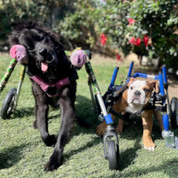 Two disabled dogs in their quad dog wheelchair
