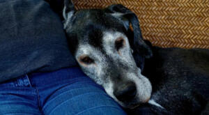 old dog at home in owner's lap