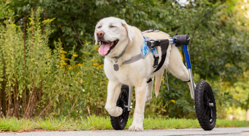 Labrador Retriever mobility loss and dog wheelchair