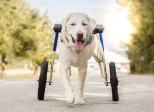 Large dog uses dog wheelchair