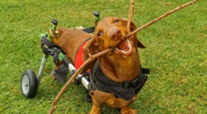 Wheelchair dachshund carries large stick