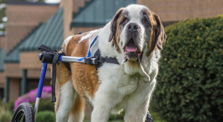 St. Bernard uses dog wheelchair to improve mobility